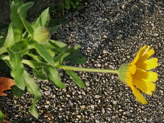 Calendula arvensis
