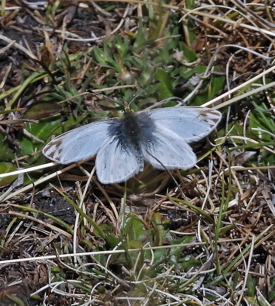 Infraphulia ilyodes