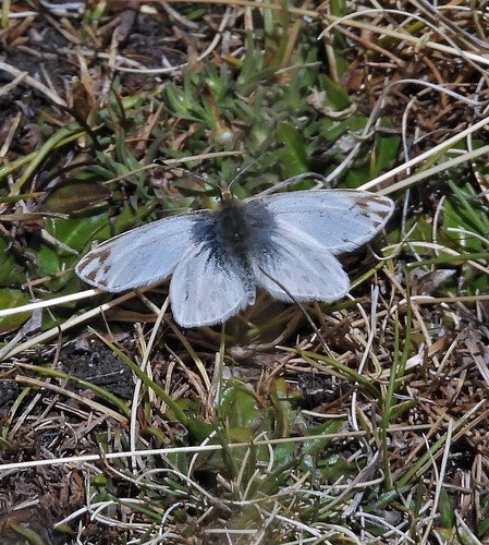 Infraphulia ilyodes