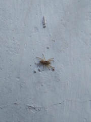 Menemerus bivittatus