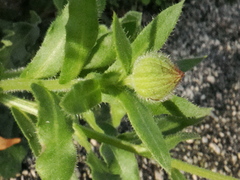 Calendula arvensis