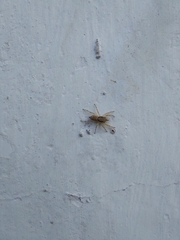 Menemerus bivittatus