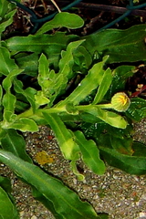 Calendula arvensis