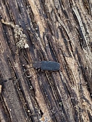 Uleiota dubia