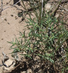 Euphorbia exstipulata