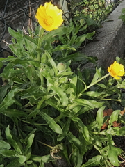 Calendula arvensis