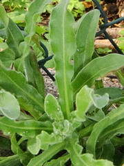 Calendula arvensis