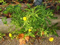 Calendula arvensis