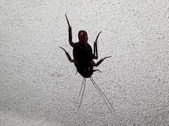 Shelfordella lateralis