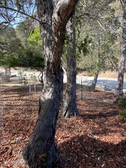 Lyonothamnus floribundus floribundus