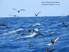 Ardenna tenuirostris