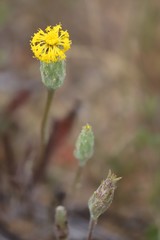 Podotheca gnaphalioides