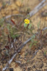 Podotheca gnaphalioides