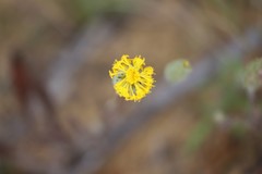 Podotheca gnaphalioides