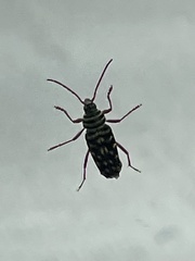 Placosternus difficilis