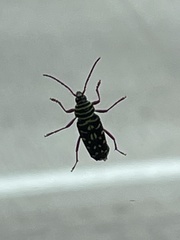 Placosternus difficilis