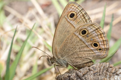Stegosatyrus periphas