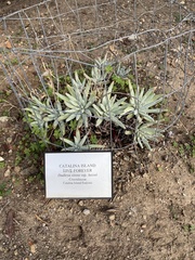Dudleya virens hassei