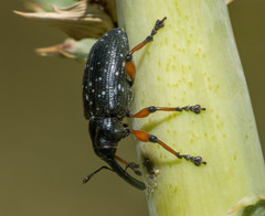 Heilipodus erythropus