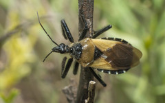 Apiomerus barbiellinii