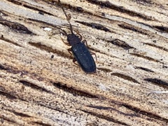 Uleiota dubia