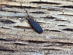 Uleiota dubia