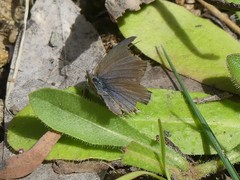 Zizina otis labradus