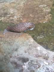 Limax conemenosi