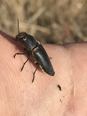 Dicercini