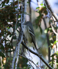 Vireo plumbeus