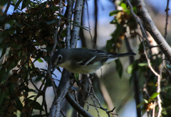 Vireo plumbeus