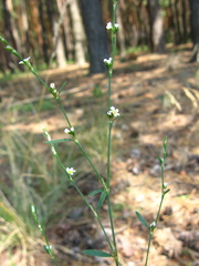 Polygonum arenarium