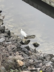 Egretta thula