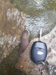 Limax conemenosi