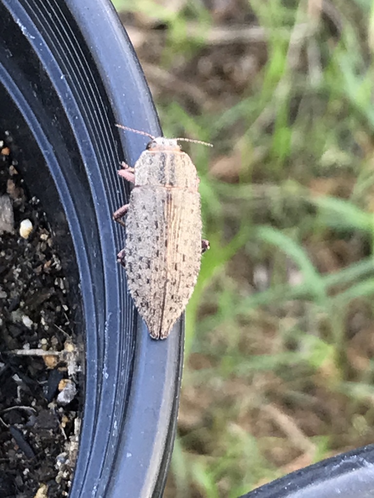 Dicerca hornii