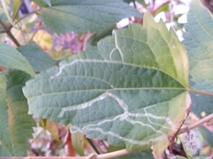 Liriomyza eupatoriella