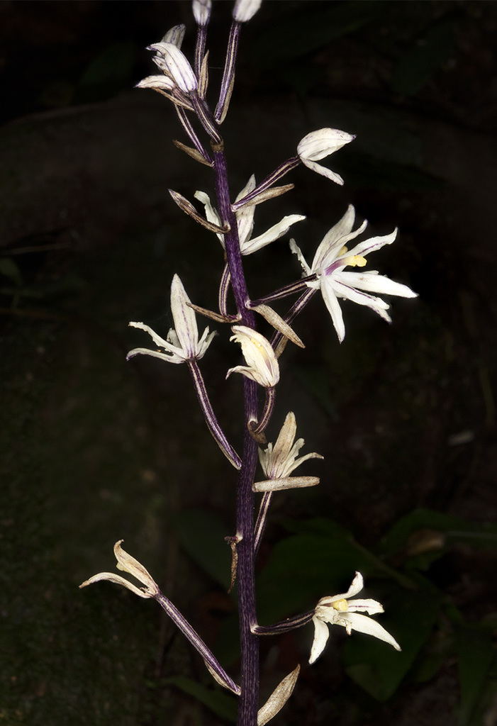 simple pauper orchid