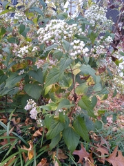 Liriomyza eupatoriella