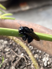 Xylocopa sonorina