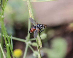Cylindromyia bimacula