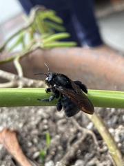 Xylocopa sonorina
