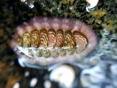 Onithochiton neglectus