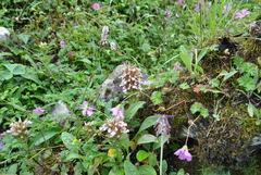 Pedicularis stenocorys
