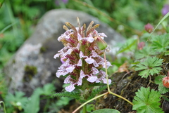 Pedicularis stenocorys