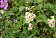 Pedicularis torta