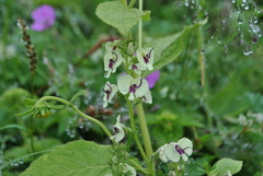 Pedicularis torta