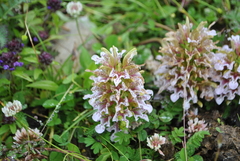 Pedicularis stenocorys