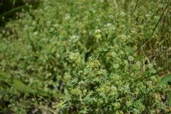 Acicarpha tribuloides