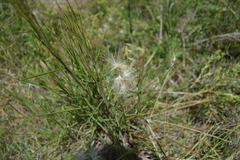 Bouteloua megapotamica