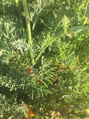 Eschscholzia californica